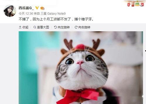 娱乐吃瓜酱敷衍,敷衍吃瓜,揭秘幕后真相